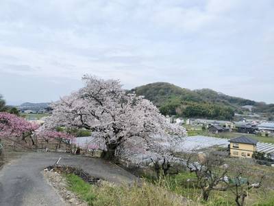 岡屋八幡宮,見どころ,はる（松原花音推し）