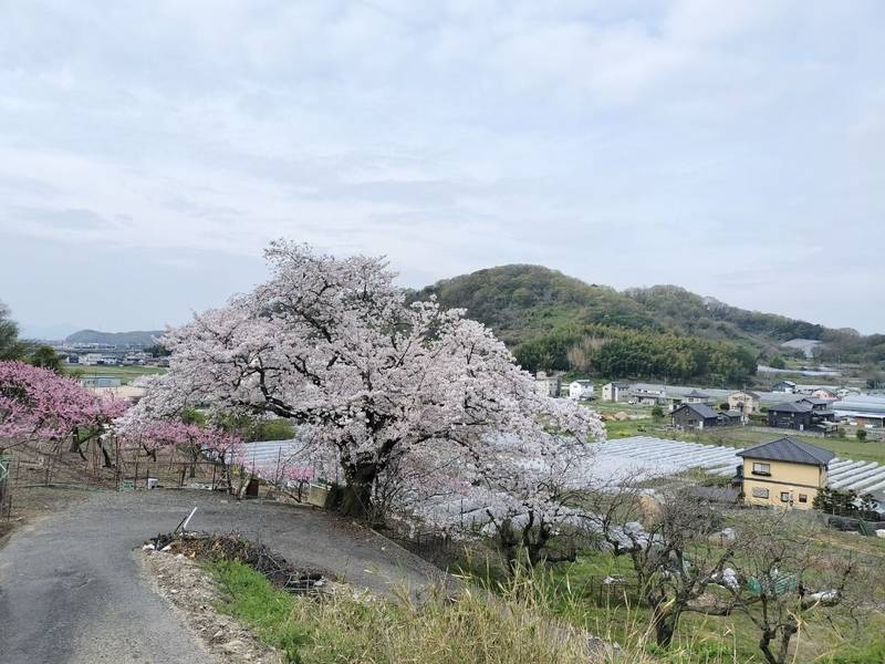 岡屋八幡宮,岡山県岡山市東区藤井