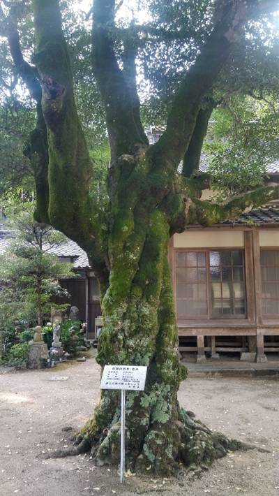 松山禅寺,見どころ,メカぽん