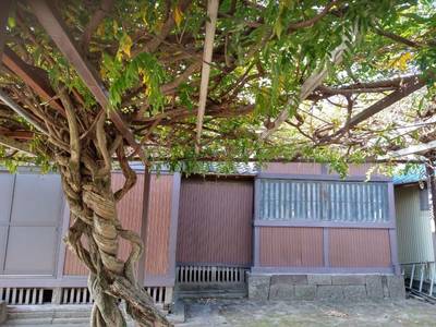 長良神社   (台宿町),見どころ,おうぎ
