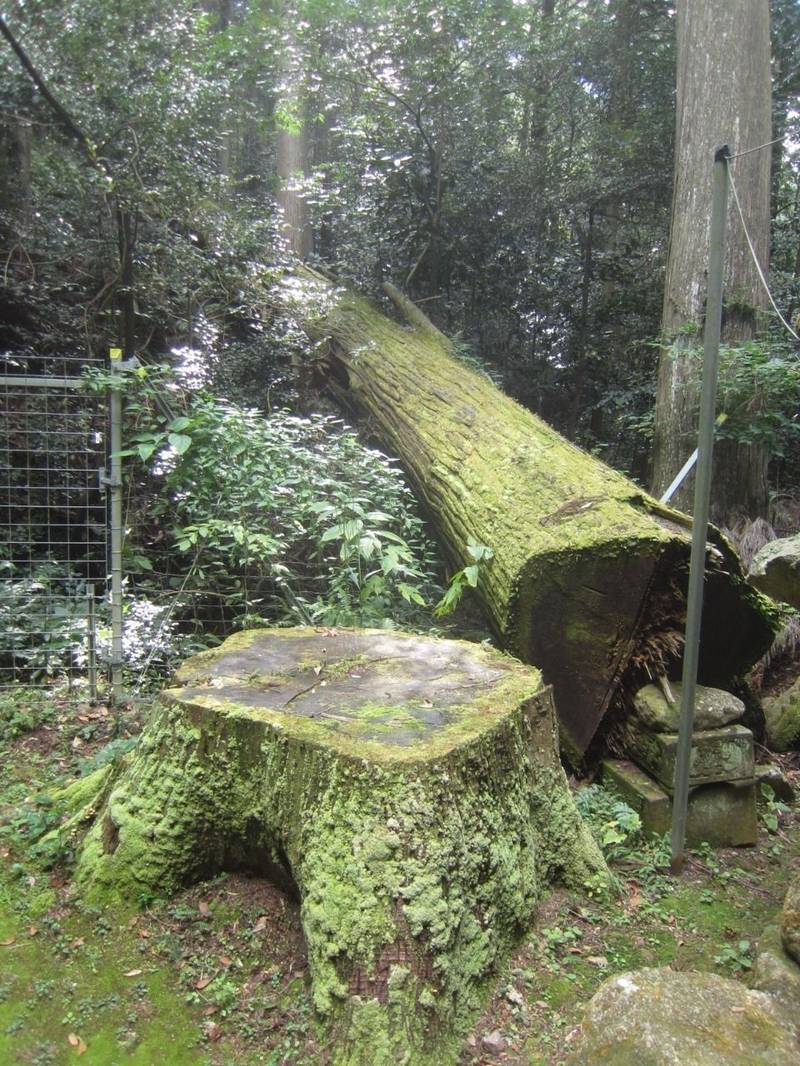 大歳神社,兵庫県丹波篠山市栗栖野４８０