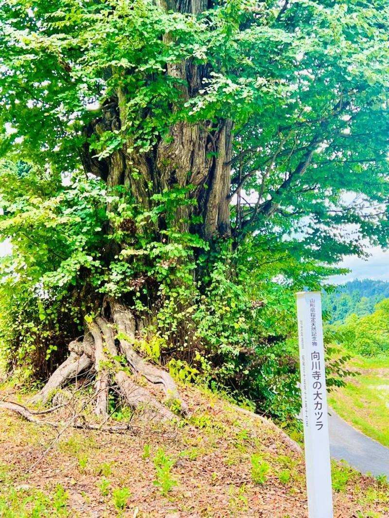 向川寺,山形県北村山郡大石田町大字横山４３７５