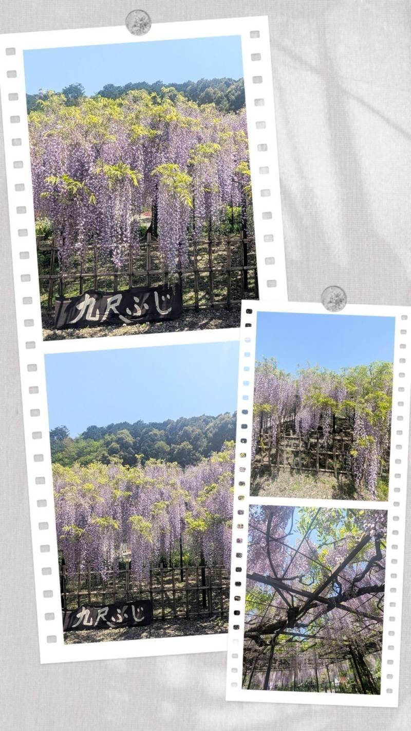 白毫寺,兵庫県丹波市市島町白毫寺709
