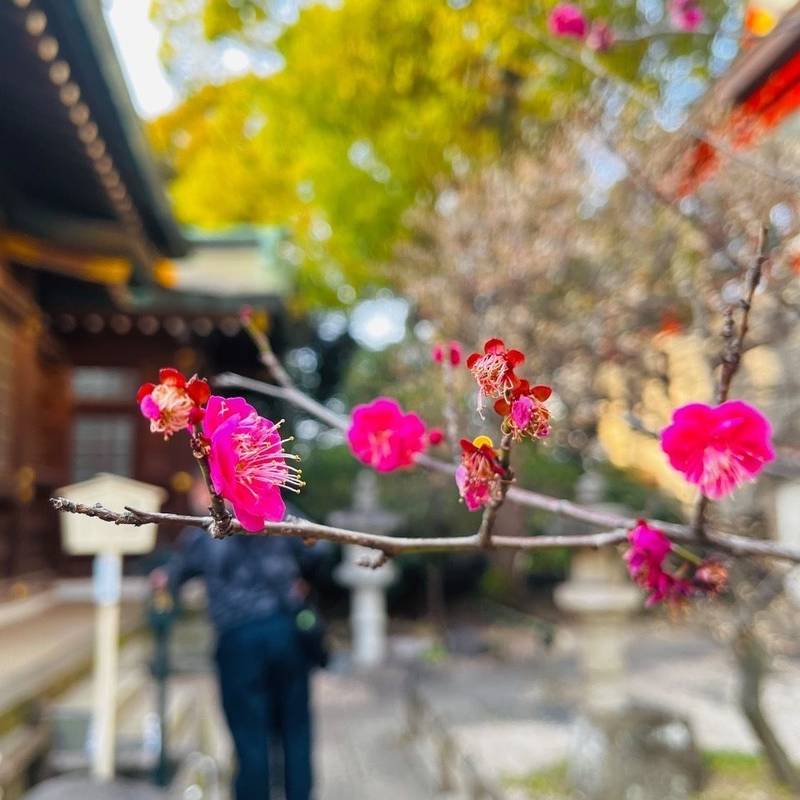 妙見本宮 千葉神社,千葉県千葉市中央区院内1-16-1