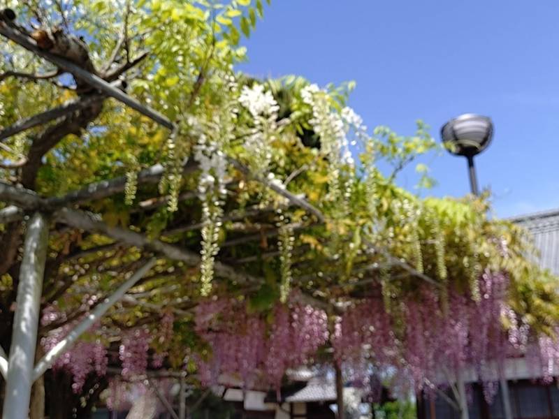 東海山   長福寺,愛媛県西条市北条655