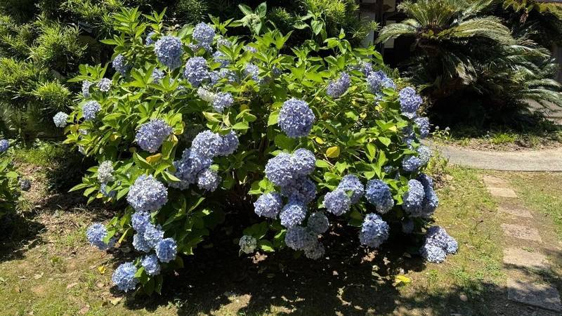 願成寺,和歌山県海南市別所223