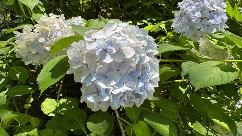 願成寺,和歌山県海南市別所223