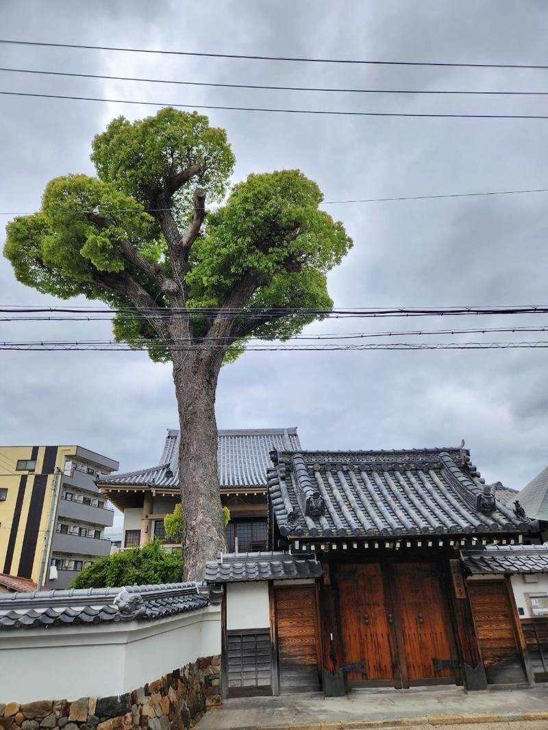 法伝寺,大阪府池田市神田3‐4‐5