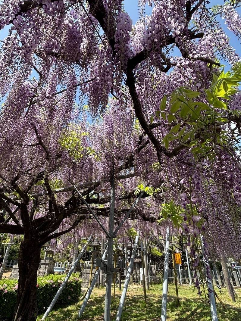 日吉神社  (玉名市山田),熊本県玉名市山田1番地