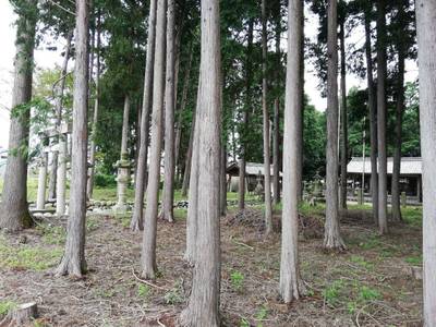 神明神社    (前渡東町),見どころ,
