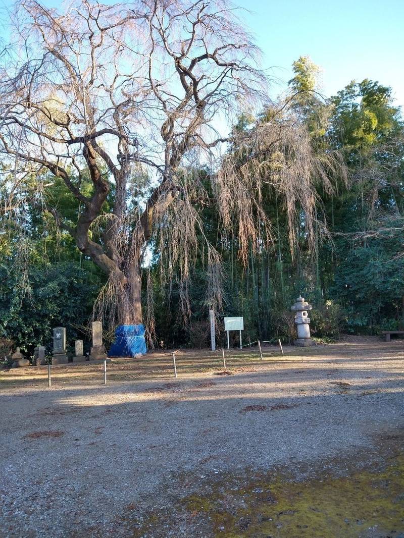 頼母子薬師堂,群馬県邑楽郡板倉町海老瀬5959-1
