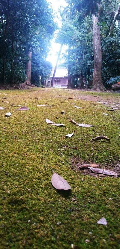 二玉姫神社,見どころ,のっぽのテリー