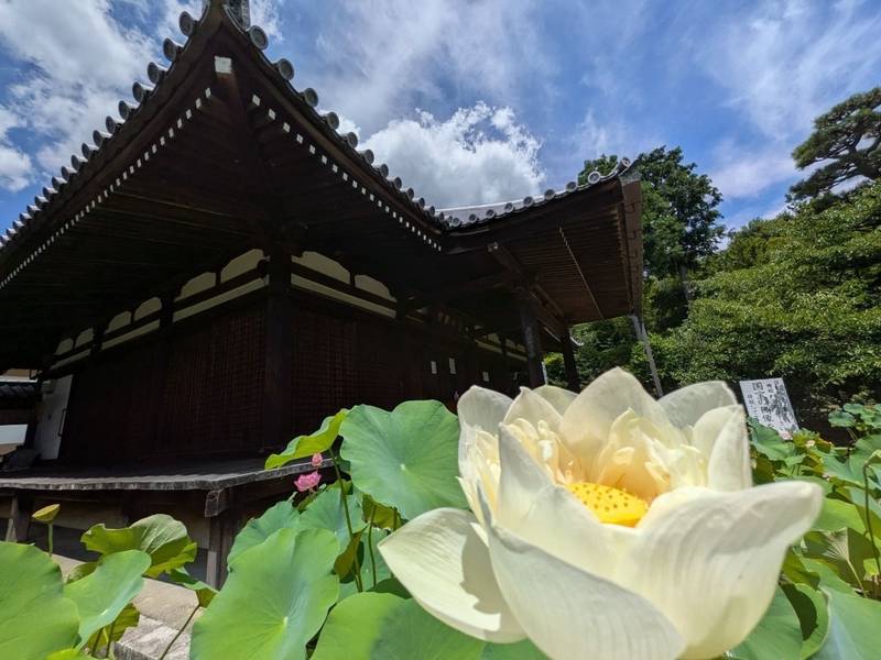 法金剛院,京都府京都市右京区花園扇野町49