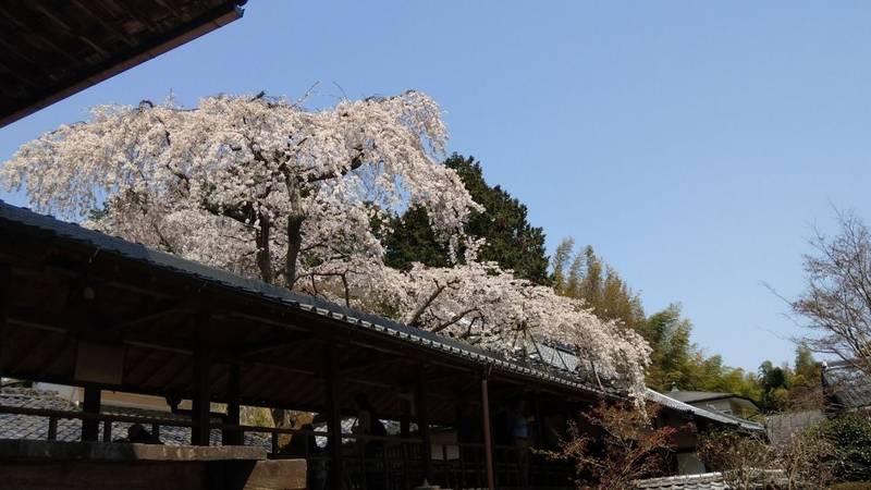 十輪寺 なりひら寺 御朱印 京都市 京都府 Omairi おまいり