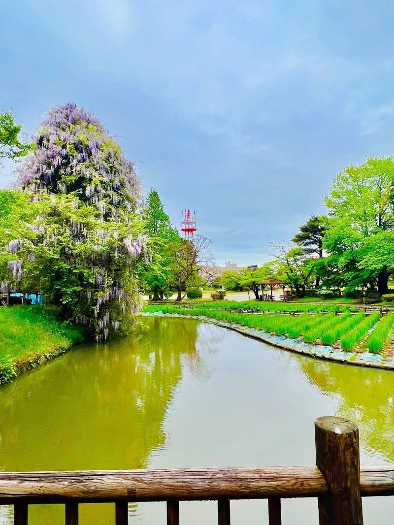 鶴ヶ岡城址,山形県鶴岡市馬場町4