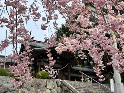 夫婦木神社上社,見どころ,まりりん 