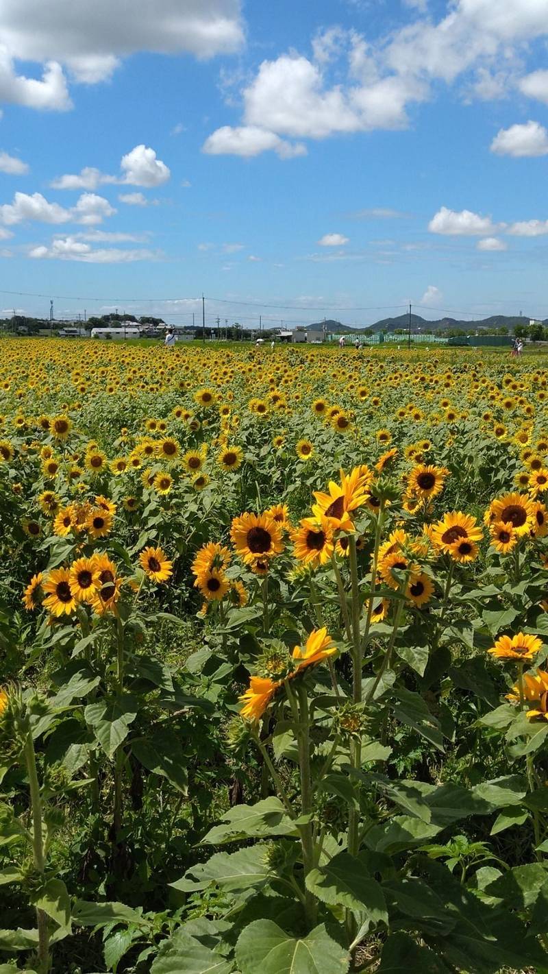 浄土寺,兵庫県小野市浄谷町2094