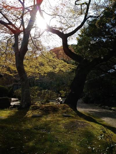 長徳寺,見どころ,きつねうどんのきつね