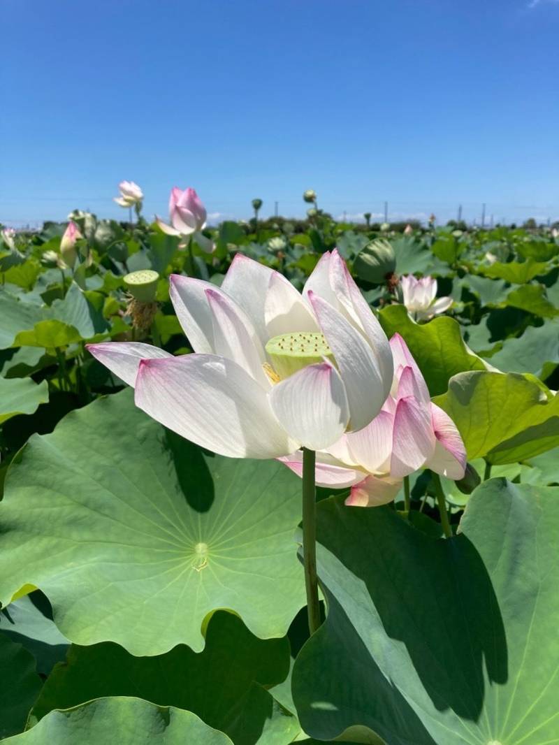 徳行寺,愛知県西尾市菱池町蜂ノ尻６
