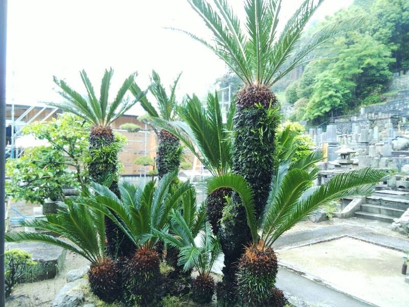 壽德寺,広島県三原市西町2-23-24