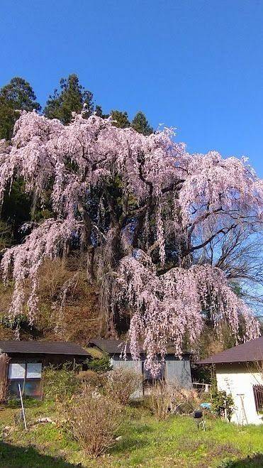福聚寺,福島県田村郡三春町字御免町１９４