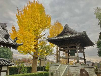 妙蓮寺 (柏市),見どころ,ありすと