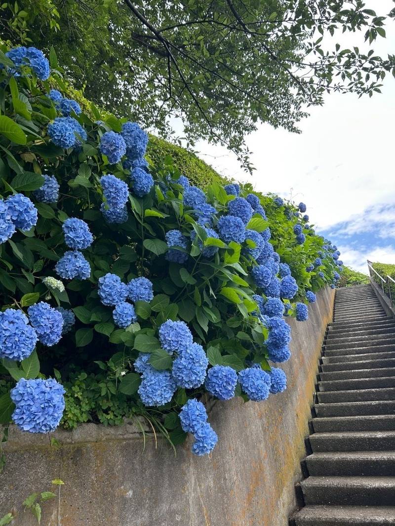 養源寺,東京都大田区池上１丁目31-3