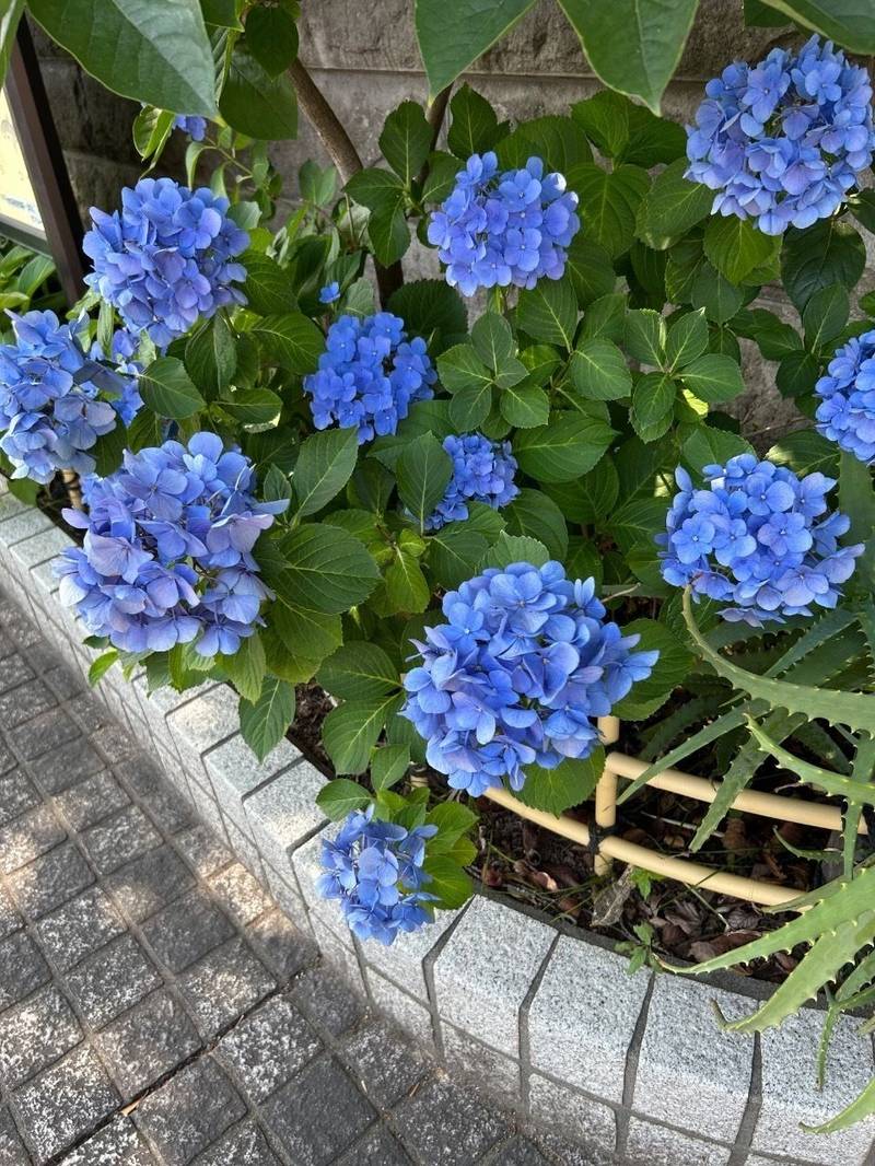 養源寺,東京都大田区池上１丁目31-3