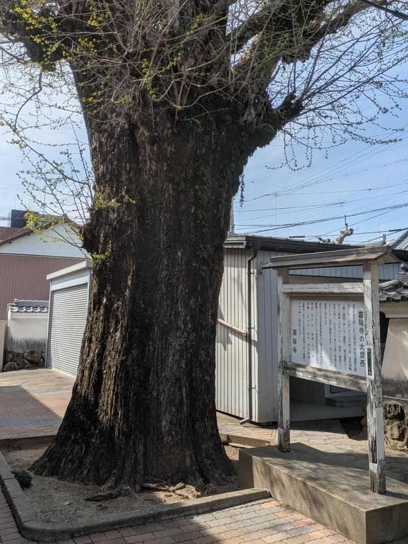 圓龍寺,岐阜県岐阜市大門町18