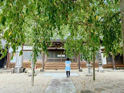 荘厳寺,見どころ,平沢凛