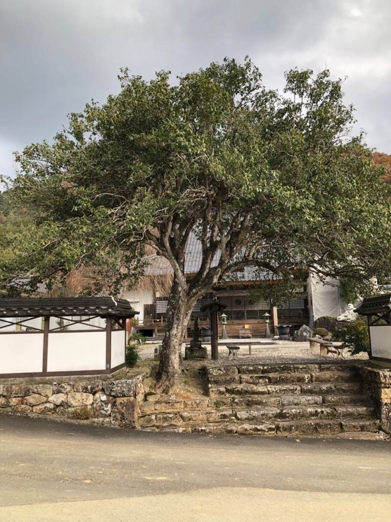 大樹寺,鳥取県八頭郡八頭町福地408